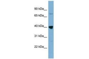 Image no. 1 for anti-WD Repeat Domain 55 (WDR55) (AA 179-228) antibody (ABIN6742102)
