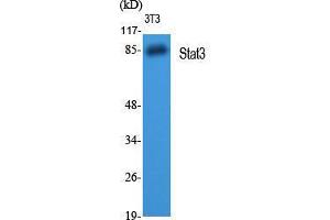 Western Blot (WB) analysis of 3T3 cells using Stat3 Polyclonal Antibody. (STAT3 antibody  (Tyr1229))