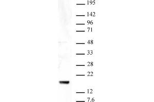 Histone H3 trimethyl Lys9 antibody tested by Western blot. (Histone 3 antibody  (H3K9me3))