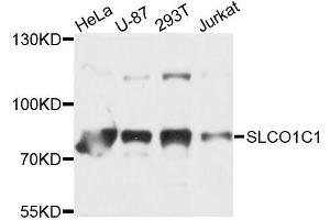 Western blot analysis of extracts of various cell lines, using SLCO1C1 antibody (ABIN5996224) at 1/1000 dilution. (SLCO1C1 antibody)