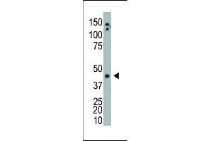 The anti-ADK Pab (ABIN391131 and ABIN2841254) is used in Western blot to detect ADK in mouse bladder tissue lysate. (ADK antibody  (N-Term))