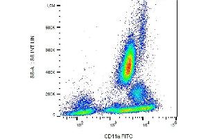 Surface staining of human peripheral blood cells with anti-human CD11a (MEM-25) FITC. (ITGAL antibody  (FITC))