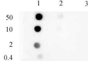 Histone H3 monomethyl Lys9 mAb tested by dot blot analysis. (Histone 3 antibody  (H3K9me))