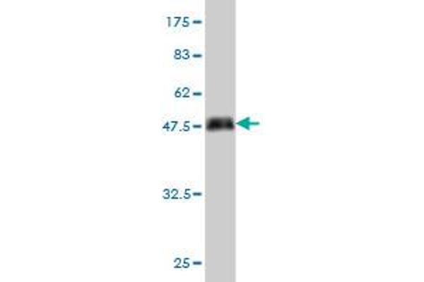 SHC2 antibody  (AA 718-829)