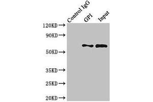 Western Blotting (WB) image for anti-Glucose-6-Phosphate Isomerase (GPI) (AA 2-554) antibody (ABIN7153928)