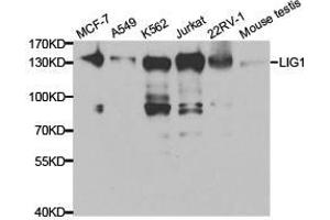 Western Blotting (WB) image for anti-Ligase I, DNA, ATP-Dependent (LIG1) antibody (ABIN1873545) (LIG1 antibody)