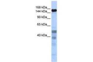 Image no. 1 for anti-Zinc Finger Protein 335 (ZNF335) (C-Term) antibody (ABIN6740611) (ZNF335 antibody  (C-Term))