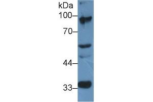Western Blot; Sample: Mouse Cerebrum lysate; Primary Ab: 2µg/ml Rabbit Anti-Rat ELOA Antibody Second Ab: 0. (TCEB3 antibody  (AA 200-344))