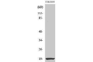 Western Blotting (WB) image for anti-Nuclear Cap Binding Protein Subunit 2 (NCBP2) (N-Term) antibody (ABIN3174213) (NCBP2 antibody  (N-Term))