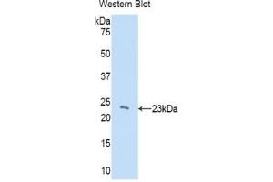CBX3 antibody  (AA 1-183)