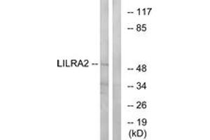 Western Blotting (WB) image for anti-Leukocyte Immunoglobulin-Like Receptor, Subfamily A (With TM Domain), Member 2 (LILRA2) (AA 50-99) antibody (ABIN1535002)