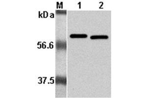 Western Blot analysis using anti-Listeria monocytogenes, mAb (P6017)  at 1:5000 dilution. (Listeria Monocytogenes, P60 antibody)
