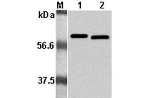 Western Blot analysis using anti-Listeria monocytogenes, mAb (P6017)  at 1:5000 dilution. (Listeria Monocytogenes, P60 antibody)