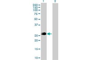 Western Blot analysis of FADD expression in transfected 293T cell line by FADD MaxPab polyclonal antibody. (FADD antibody  (AA 1-208))