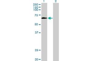 Western Blot analysis of OCLN expression in transfected 293T cell line by OCLN MaxPab polyclonal antibody. (Occludin antibody  (AA 1-522))