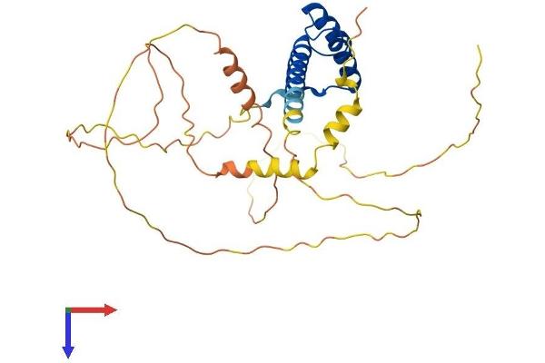 PHOX2B Protein (AA 1-314) (His tag)
