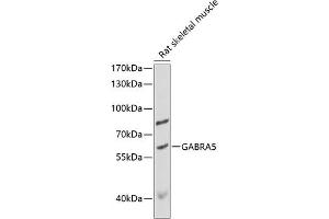 Western blot analysis of extracts of rat skeletal muscle, using G antibody (ABIN6131681, ABIN6140909, ABIN6140911 and ABIN6218179) at 1:1000 dilution. (GABRA5 antibody  (AA 32-259))