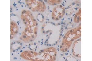 Used in DAB staining on fromalin fixed paraffin- embedded Kidney tissue (POMP antibody  (AA 1-141))