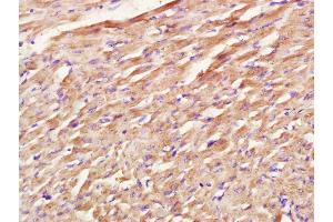 Paraformaldehyde-fixed, paraffin embedded rat heart; Antigen retrieval by boiling in sodium citrate buffer (pH6. (COX1 antibody  (AA 401-500))