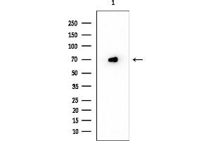 Western blot analysis of lysates from COLO205 cells, using SLCO1A2 Mouse Monoclonal Antibody at 1/1000 dilution.