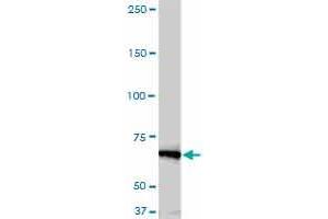 Western Blotting (WB) image for anti-NIMA (Never In Mitosis Gene A)-Related Kinase 11 (NEK11) (AA 1-483) antibody (ABIN599307) (NEK11 antibody  (AA 1-483))
