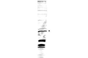 Western blot analysis is shown using  Affinity Purified anti-Swi6 antibody to detect endogenous protein present in S.