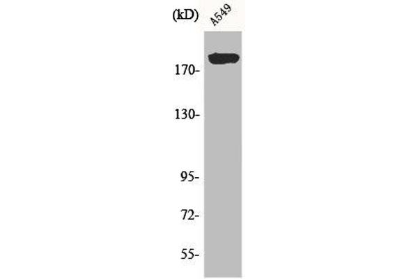 ARFGEF2 antibody  (C-Term)