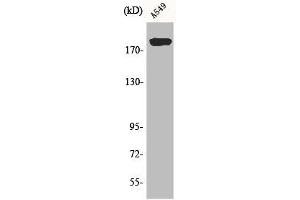 ARFGEF2 Antikörper  (C-Term)