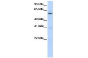 Image no. 1 for anti-Protein Arginine Methyltransferase 3 (PRMT3) (AA 432-481) antibody (ABIN6740658)