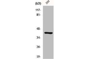 Ethanolamine Kinase 2 antibody  (Internal Region)