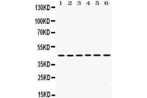 Western Blotting (WB) image for anti-ARC (AA 332-366), (C-Term) antibody (ABIN3043525) (ARC (AA 332-366), (C-Term) antibody)