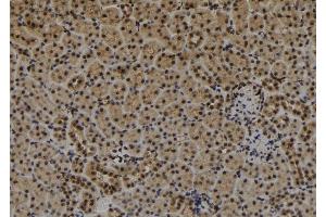 ABIN6279282 at 1/100 staining Mouse kidney tissue by IHC-P. (CDR1 antibody  (N-Term))