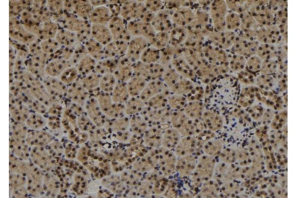 CDR1 antibody  (N-Term)