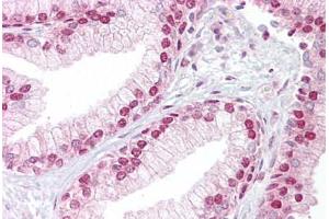 Anti-TCEA1 antibody IHC staining of human prostate. (TCEA1 antibody  (AA 71-120))