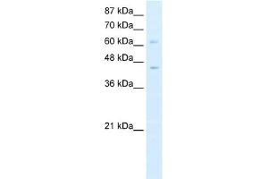 WB Suggested Anti-ZBTB3 Antibody Titration:  0.