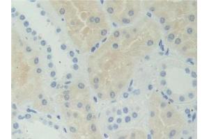 IHC-P analysis of Human Kidney Tissue, with DAB staining. (AHCY antibody  (AA 2-432))