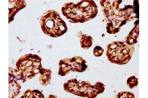 IHC image of ABIN7153183 diluted at 1:194 and staining in paraffin-embedded human placenta tissue performed on a Leica BondTM system. (FZD3 antibody  (AA 23-205))