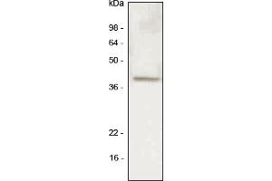 Western blot analysis A549 (lung carcinoma) cell lysate was resolved by SDS-PAGE, transferred to PVDF membrane and probed with anti-human LYVE-1 antibody (1:500).