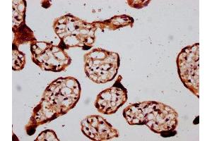 IHC image of ABIN7172786 diluted at 1:400 and staining in paraffin-embedded human placenta tissue performed on a Leica BondTM system.