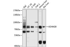 Western blot analysis of extracts of various cell lines, using  antibody (ABIN6132167, ABIN6136531, ABIN6136532 and ABIN6225029) at 1:1000 dilution. (ADAM28 antibody  (AA 199-440))