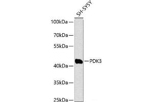 Western blot analysis of extracts of SH-SY5Y cells using PDK3 Polyclonal Antibody at dilution of 1:1000. (PDK3 antibody)