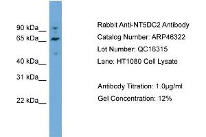 WB Suggested Anti-NT5DC2  Antibody Titration: 0. (NT5DC2 antibody  (N-Term))