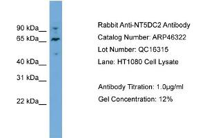 WB Suggested Anti-NT5DC2  Antibody Titration: 0. (NT5DC2 antibody  (N-Term))