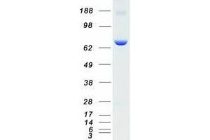 Validation with Western Blot (PRKG1 Protein (Transcript Variant 2) (Myc-DYKDDDDK Tag))