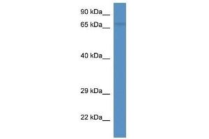 Western Blot showing Esrp2 antibody used at a concentration of 1. (ESRP2 antibody  (C-Term))