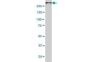 CHD4 antibody  (AA 1632-1730)