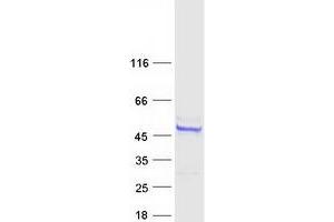 Validation with Western Blot (ARMC6 Protein (Myc-DYKDDDDK Tag))