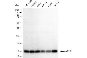 Western blotting analysis using AP2S1 antibody (ABIN7797510).