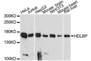 Western blot analysis of extracts of various cell lines, using HDLBP antibody. (HDLBP antibody  (AA 1035-1268))