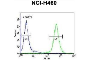 ACD10 Antibody (Center) flow cytometric analysis of NCI-H460 cells (right histogram) compared to a negative control cell (left histogram). (ACAD10 antibody  (Middle Region))